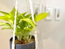 アイバランス(i-BALANCE)/店内植物9