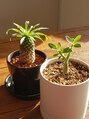 ベノワ(benoit) 最近植物にハマってます♪塊根植物が可愛い( *´艸`)