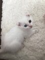 マキア 柏店(MAQUIA)&nbsp;白猫オッドアイの猫ちゃんです