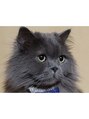 ビューティーアンドヘルスケア トップ&nbsp;にゃんこ飼ってます♪スコティッシュフォールドの男の子です。