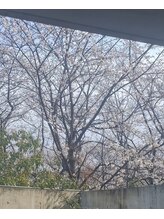 アドレ(ADORE)/期間限定！お花見水素吸入！