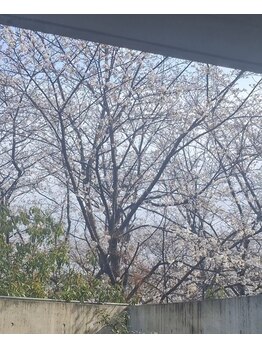 アドレ(ADORE)/期間限定！お花見水素吸入！