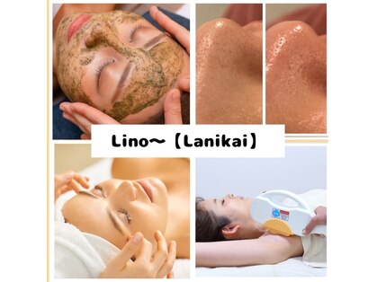 リノ(Lino)の写真