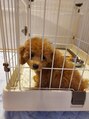 ビューティーアンドヘルスケア トップ ワンちゃん飼ってます♪トイプードルのリアンちゃんです。