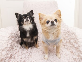 プッコネイル(puuko nail)/看板犬