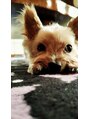 ゆいま～る 古正寺店 保護犬のナナです。私の癒しです