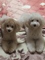 サロン クローバー&nbsp;プードルの女のコ、愛犬達です^ ^