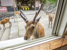 ヘッドテック(Head Tech)/窓から鹿！