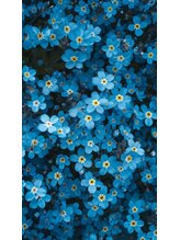 セジョリ(C'est joli) aya 