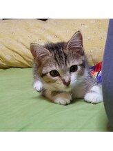 ハルフェイシャル/ねこがおります