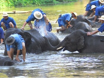 アジアンリラクゼーション ヴィラ 福岡東店(asian relaxation villa)/タイ象保護センター