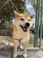 リッカヴァラ(Lycka VALLA) 愛犬のマロンちゃんです☆彡おばあちゃんです