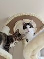 美テキラボ 手稲店&nbsp;新しい家族の保護猫ちゃんたち★どちらも女の子です♪