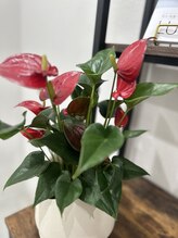 サロン ディシス(salon disis)/痩身ルームのアンスリウム