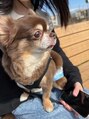 美テキラボ 手稲店&nbsp;9歳男の子のチワワくん＾＾