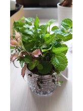 エフアールアイ(f.r.i)/寄せ植え