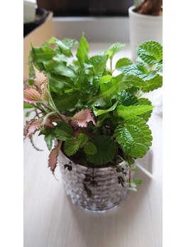 エフアールアイ(f.r.i)/寄せ植え