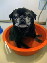 フィール(feel)/パグのノンちゃんタライ風呂