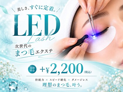ニカ(NIKA)の写真