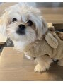 アルゴ 柳川店(ALGO)&nbsp;ペキプー飼ってます！