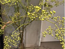 スウェイ 神戸三宮(SWAY)の雰囲気(フロント前にある季節の花木が月替わりでみなさまをお迎えします)