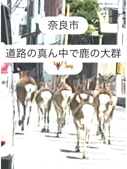 ヨサパーク エリー 富雄(YOSA PARK ellie)/ならまちで道路の真ん中で鹿！？