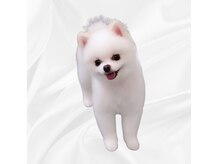 メルト 中目黒(Melt.)の雰囲気（看板犬の白いポメラニアンと一緒にお迎えします。）