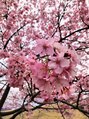 猫音&nbsp;桜が好き。梅や桃の花も良いですね◎