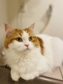 ジェイペック鍼灸整骨院 うちの猫さん。立ち耳のスコティッシュ♂可愛すぎます！