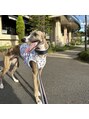 ゴッダスネイル(GODDESS NAIL) 愛犬です^^ウィペットという犬種で、とても足が早いです!