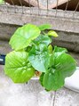 介正鍼灸整骨院 整体院 エフコープ大野城店&nbsp;植物が好きです。