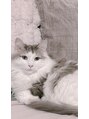 メイ フェアリー 銀座エクステ ネイルサロン(May Fairy)&nbsp;大好きな家猫ちゃんです☆