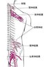 【上半身のしびれ】神経整体×ストレッチ整体60分