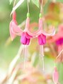ダリア(Dahlia) Yumi