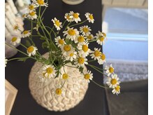 エマ ランド(emma land)の雰囲気（植物やお花がたくさん飾ってある可愛いサロンです♪[恵比寿]）