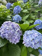 ポノ 横浜桜木町(Pono)&nbsp;pono スタッフ