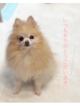 ブレスティエ(Blesstier)/