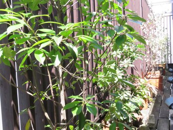 コリーヌイデアエステ(COLLINE idea esthe)/窓から見えるガーデン