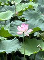 カピリナ キチジョウジ(Kapilina kichijoji)/Kapilina  kichijoji