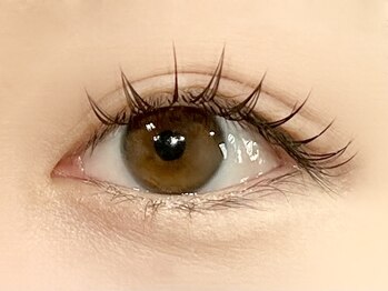 パキラ(Pachira)/人気急上昇★ナチュラルBINDLOCK