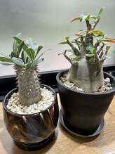 加納指圧治療院/