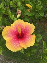 ハワイアンフォレストSpa 名古屋黒川店/ポイントカードを貯めるとハワイ