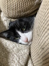 ソワンド ルバンシュ/我が家の猫、千尋☆