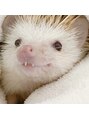 アイモア 志段味店(eye mor.)&nbsp;ハリネズミを飼っていたことがあります♪ぜひお話ししましょう☆