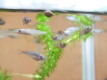 らくらく庵/店内