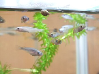 らくらく庵/店内