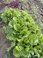 トリンテ バイ フェース(TRINTE by FAITH) 自然が好きで野草やハーブ、無農薬野菜を楽しく学んでいます♪