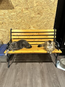 サロン ド アンティーク(Salon de Antique*)/さばくん、チョコちゃん