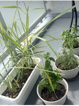 チャアム(cha am)/店のバルコニー