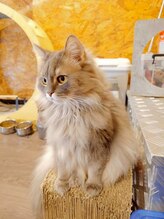 サロン ド アンティーク(Salon de Antique*)/ミントくん